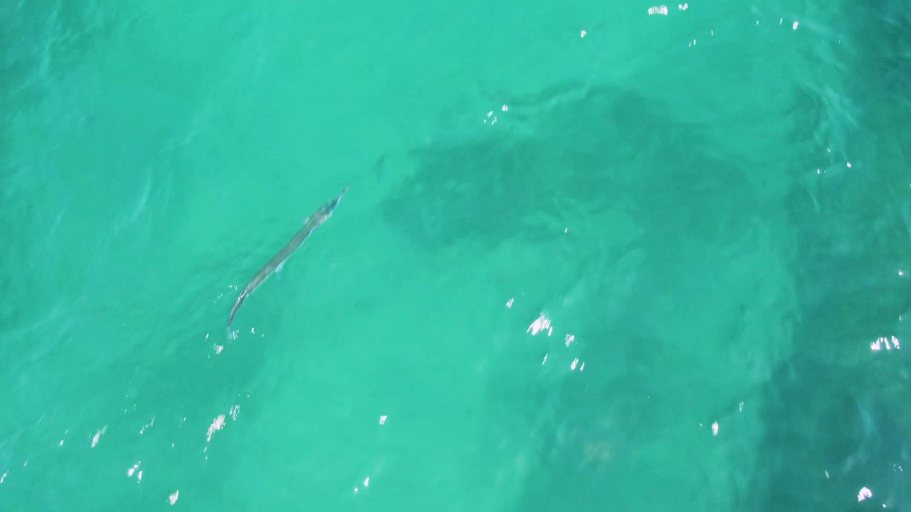 At Buzzards Beach, the slender fish is farther right in the turquoise water, with darker underwater areas behind it and no visible people.