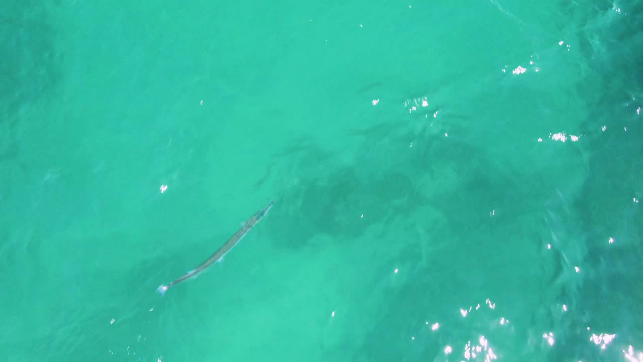 At 0:03, the fish appears lower in the overhead frame at Buzzards Beach, with pale turquoise water, soft ripples, and no visible people.