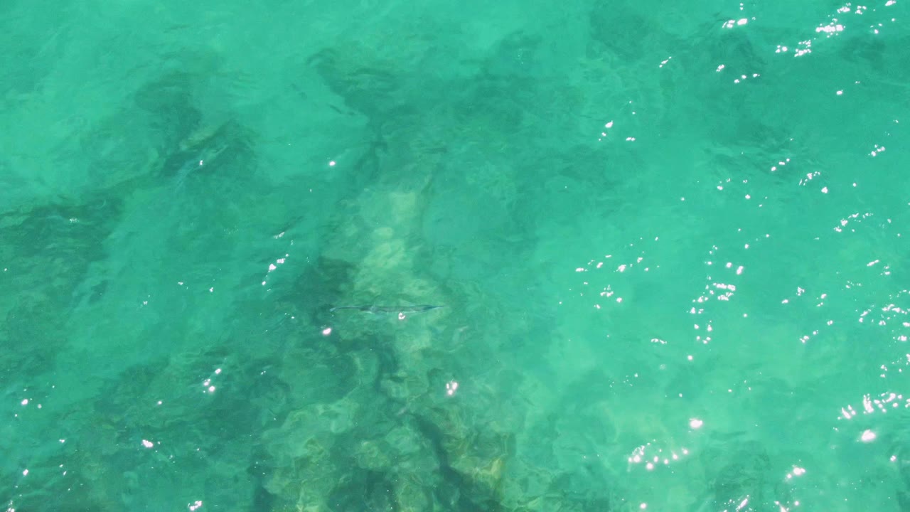 Small fish in clear turquoise water above submerged rocks.