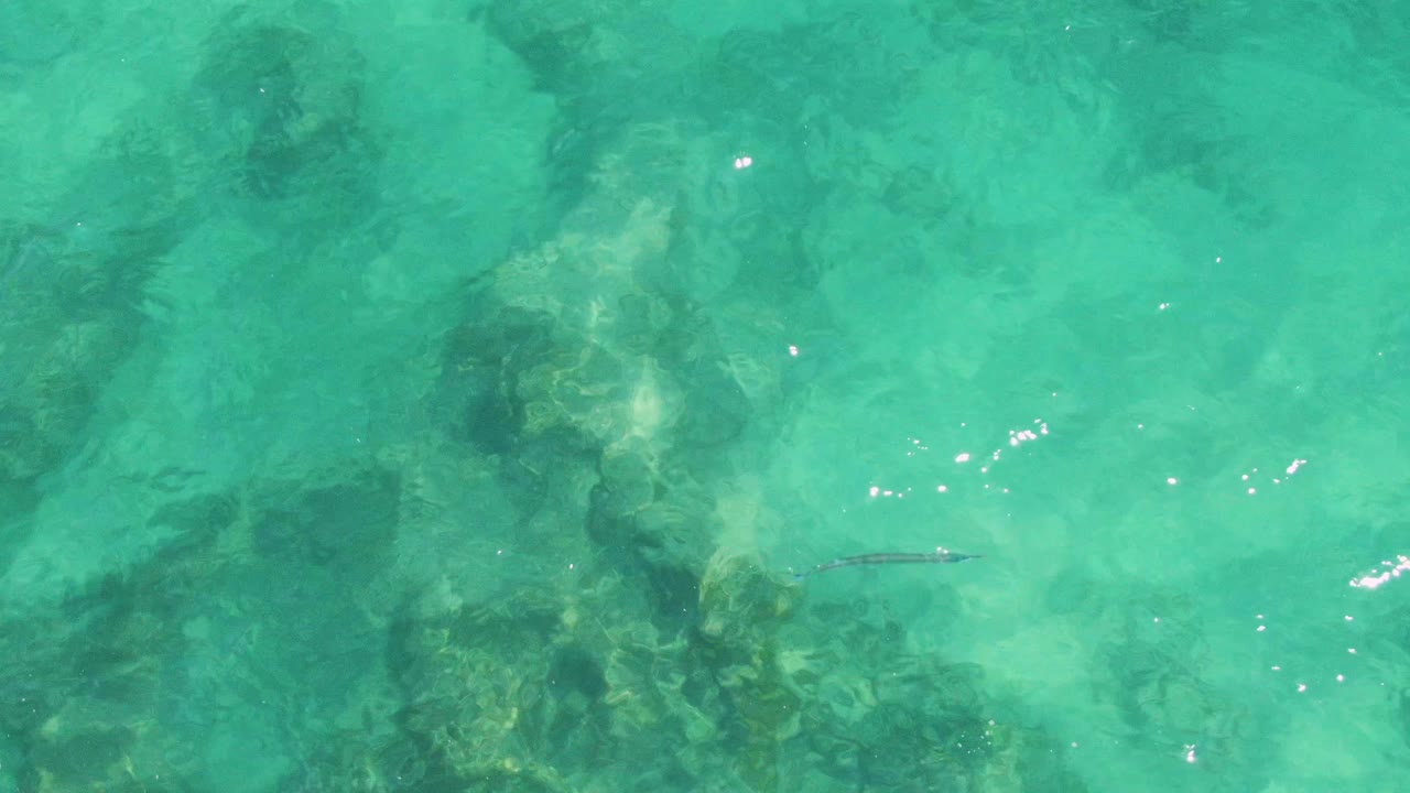 At Buzzards Beach in Baja California Sur, the small fish sits left of center in clear turquoise shallows, with larger submerged rocks below and no visible people.