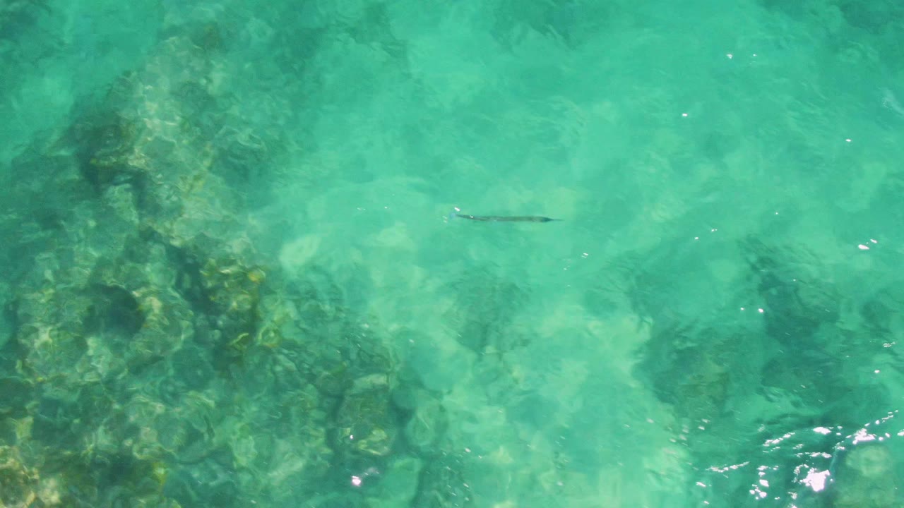 Long slender fish over turquoise water and submerged rocks