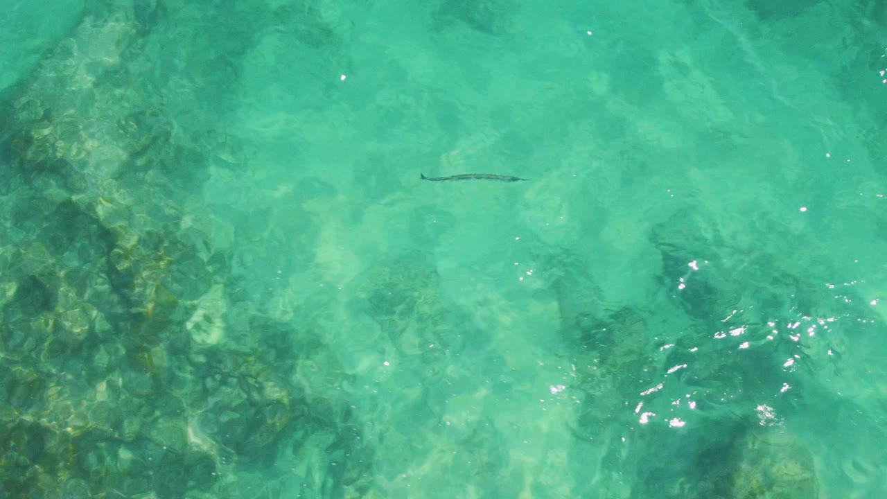 At Buzzards Beach in Baja California Sur, the slender fish sits over pale turquoise shallows with larger rocky reef patches below and no visible people.