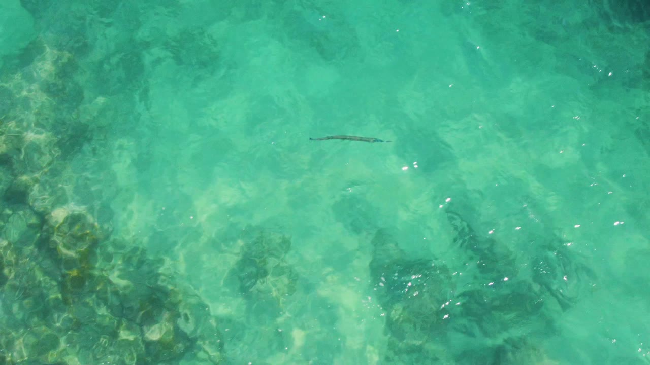 At Buzzards Beach in Baja California Sur, a thin fish crosses the upper area of turquoise water above mottled submerged rocks and coral, with no visible people.