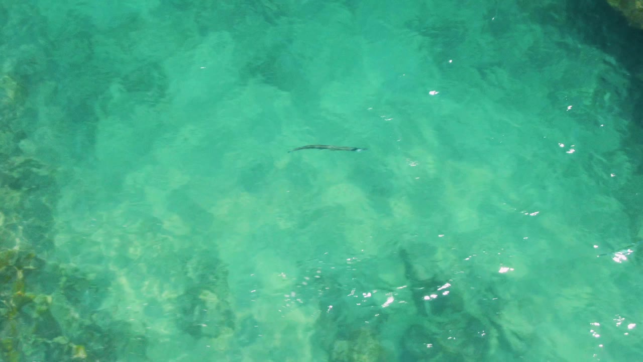 At Buzzards Beach in Baja California Sur, the slender fish is framed in more open turquoise water, with faint rocky bottom detail and no visible people.