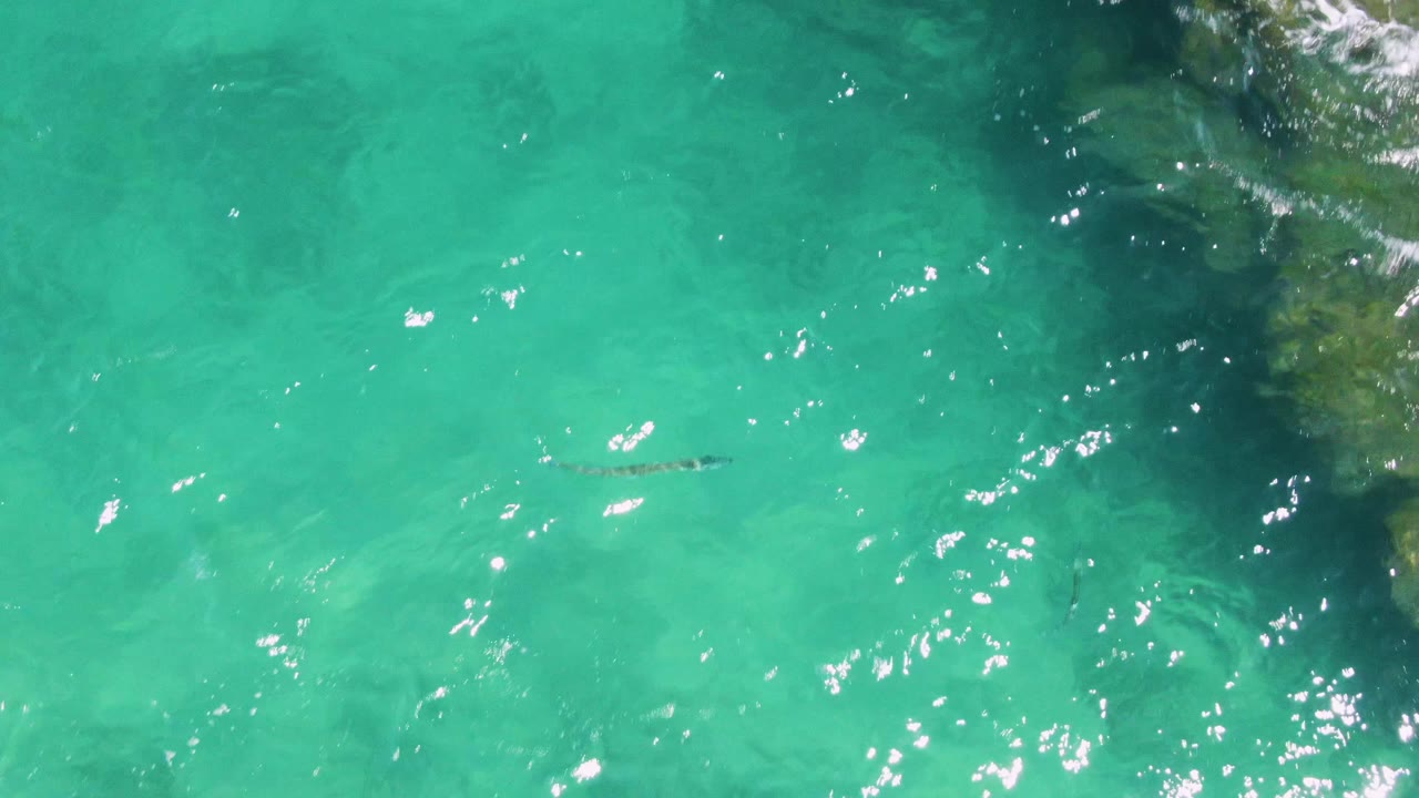 At Buzzards Beach, a sea snake is visible in clear turquoise water with bright surface reflections and rock texture along the upper right edge, with no visible people.