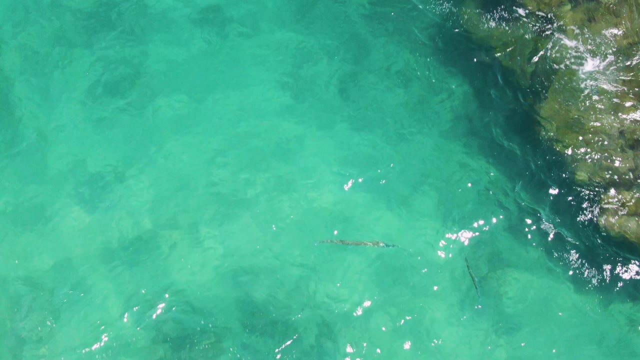 At Buzzards Beach, the sea snake appears near the center-right of a bright turquoise water field, with darker underwater patches and rock detail in the upper right, with no visible people.