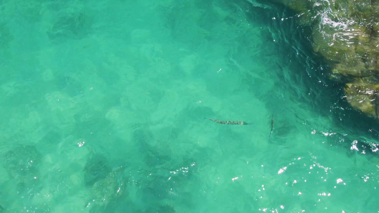 Sea snake near the right side of clear turquoise water