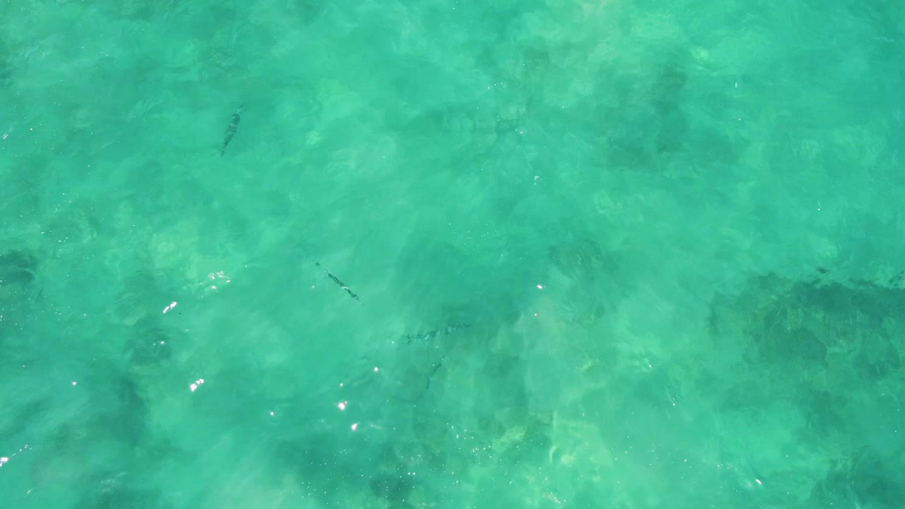 Clear green-blue water with fish shapes and light ripples
