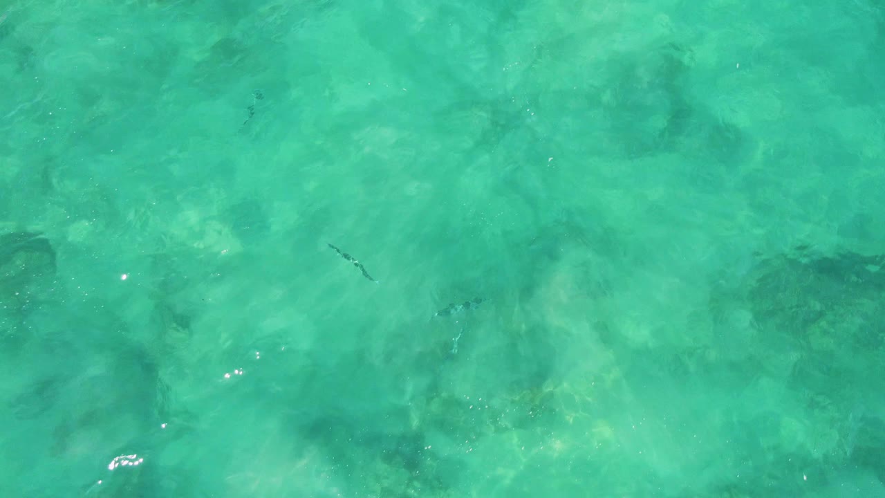 Top-down Buzzards Beach water view with scattered small fish, soft seabed shadows, bright turquoise color, and no visible people.