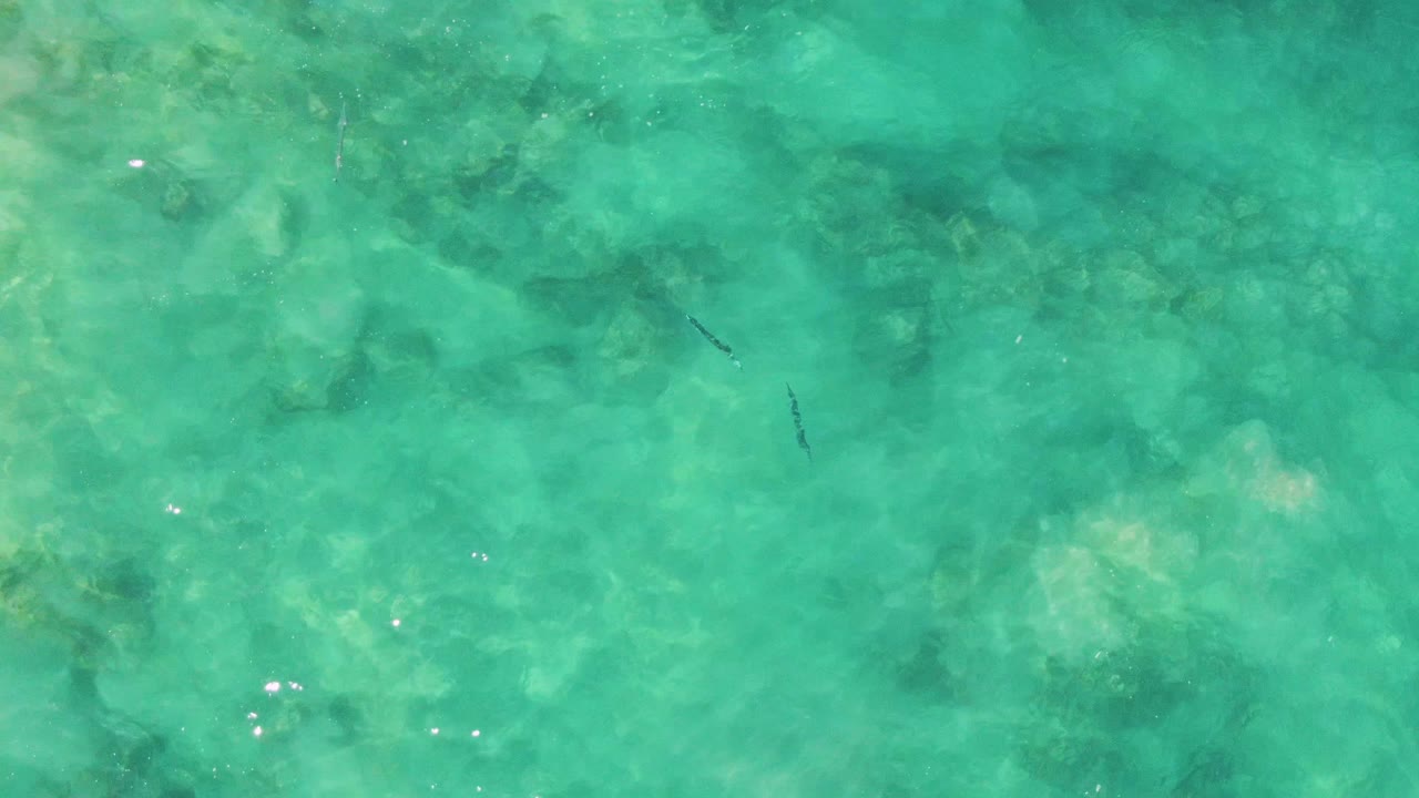 Top-down view of clear turquoise water at Buzzards Beach, Baja California Sur, with small fish near the upper center, submerged pale patches, ripples, and no visible people.