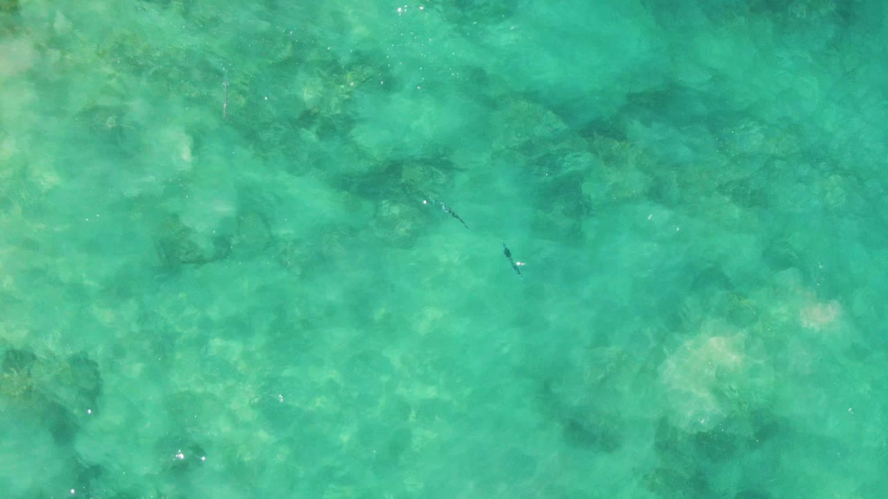 Clear green-blue water at Buzzards Beach shows two small dark fish near midframe, muted seabed shapes, surface shimmer, and no visible people.