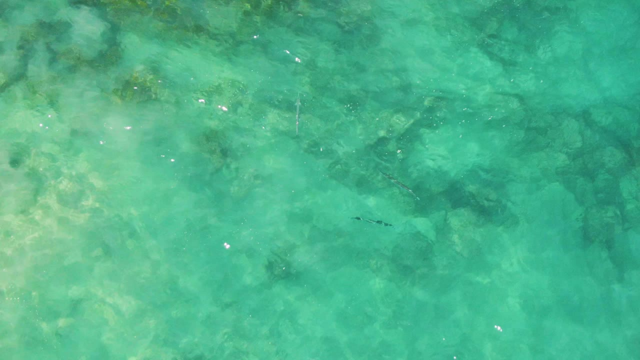 Clear turquoise water at Buzzards Beach reveals darker submerged rocks and a small fish crossing near the center, with no visible people.