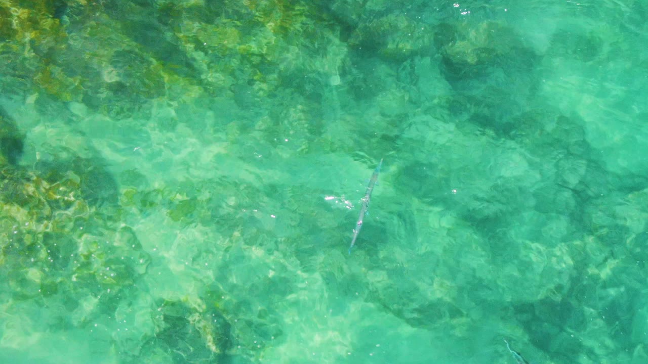 Small fish over clear turquoise shallow water and submerged rocks.
