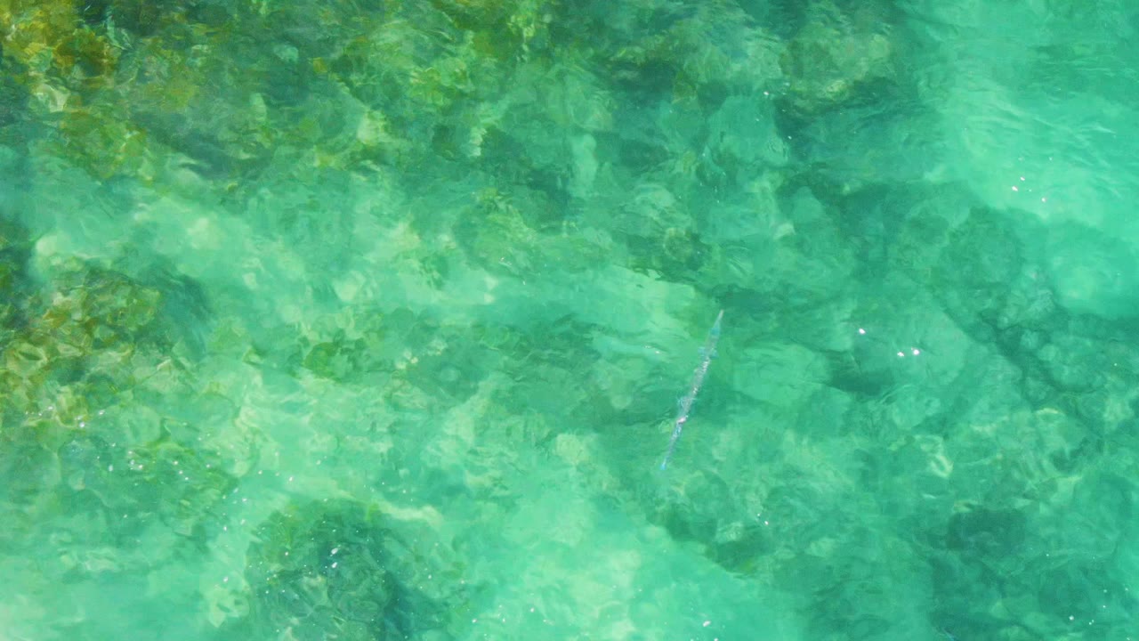 At Buzzards Beach in Baja California Sur, the fish is slightly farther right in green-blue water, passing above pale rock shapes and darker submerged patches with no visible people.