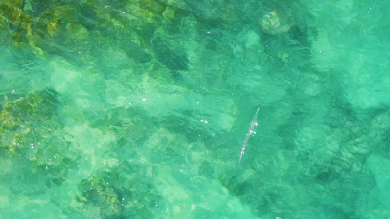 At Buzzards Beach in Baja California Sur, the fish is near the right side of the frame over turquoise water, with clustered submerged rocks and coral-like texture visible below and no visible people.