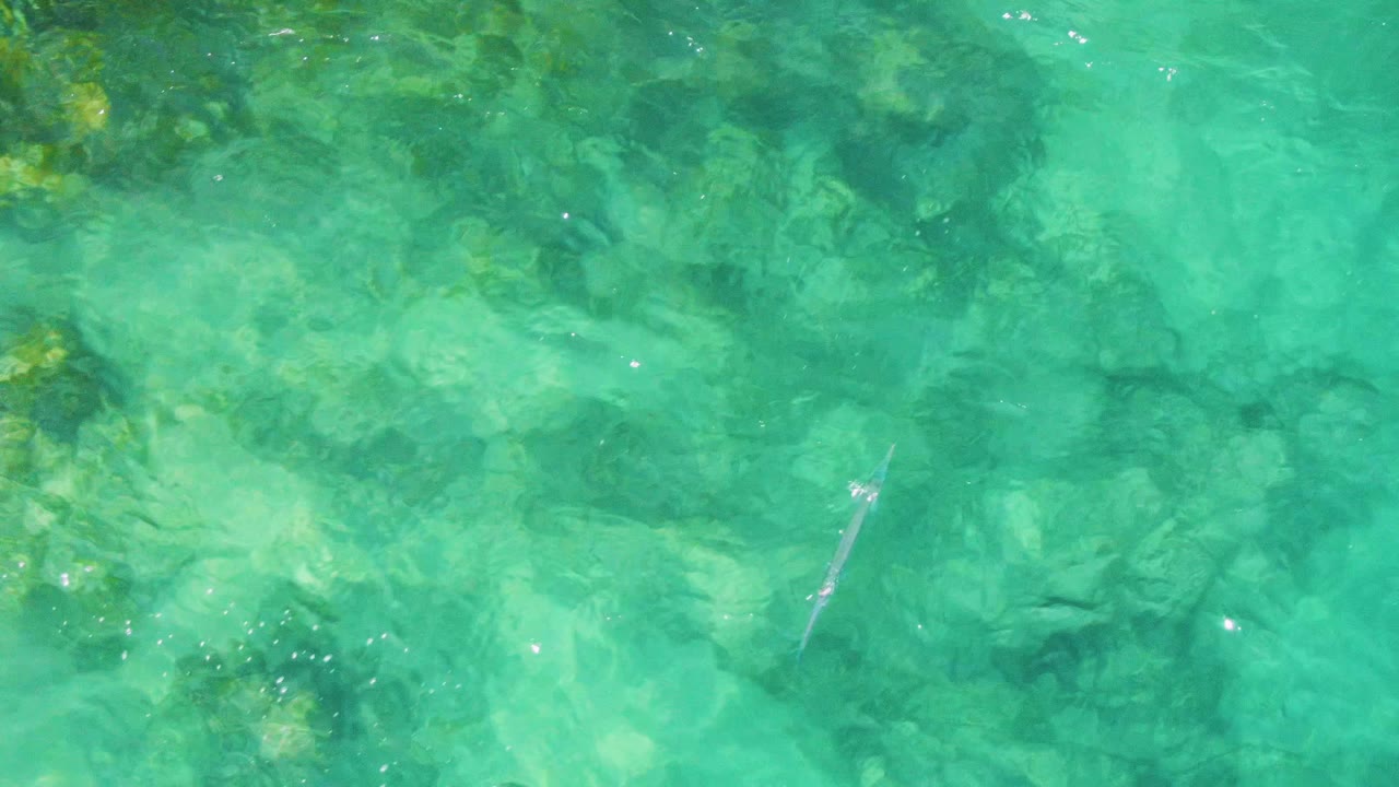 At Buzzards Beach in Baja California Sur, the fish appears in the lower-left area of the frame, crossing clear shallow water above muted rocks and soft surface ripples with no visible people.