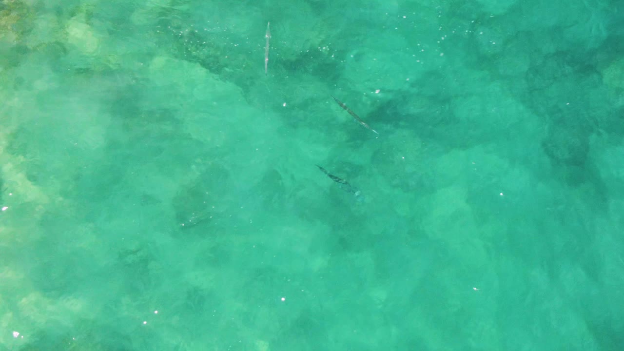 Overhead view of clear turquoise water at Buzzards Beach, Baja California Sur, with faint seabed patches, slim fish near the upper frame, sun glints, and no visible people.