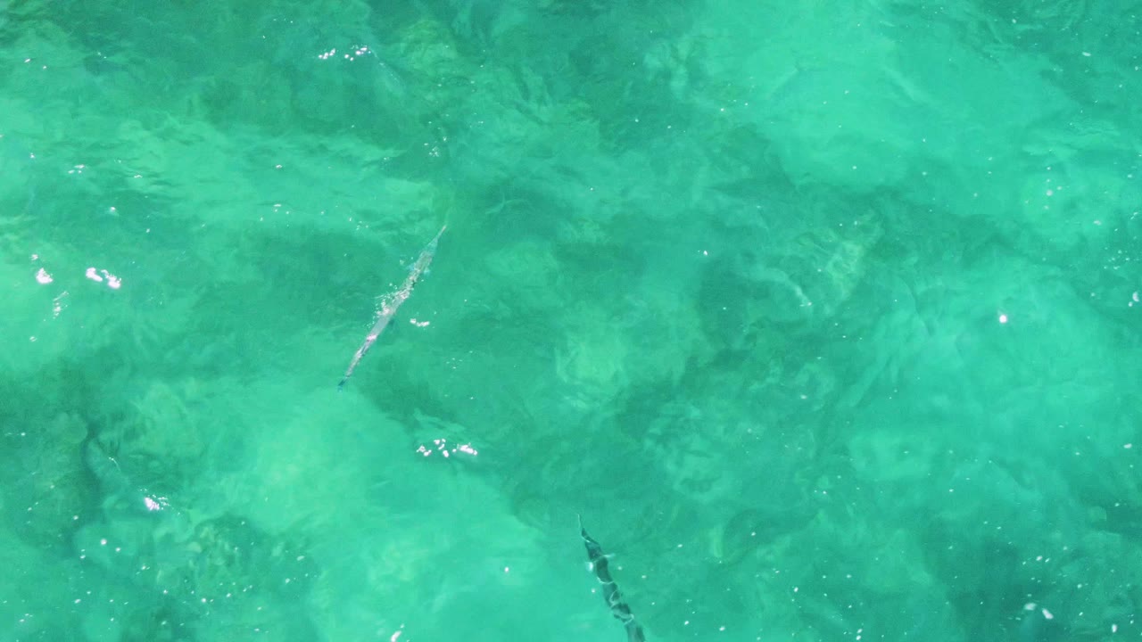 A small fish appears near the center of clear turquoise water at Buzzards Beach, Mexico, while sun glints mark the rippled surface and no people are visible.