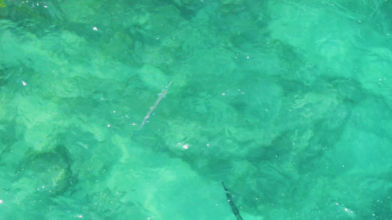 Small fish over shallow turquoise water and rock patches.