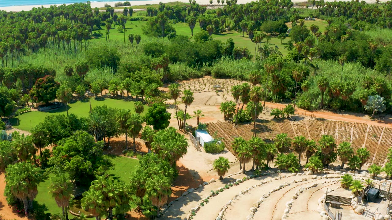 High aerial frame in San Jose Del Cabo with the amphitheater lower in view, palms along the paths, rectangular planting rows in the center, thick greenery beyond, and no visible people.