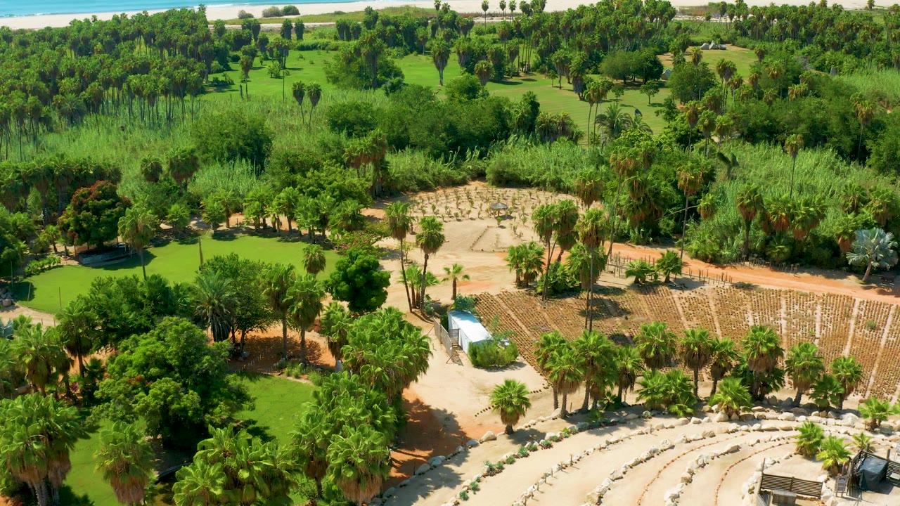 Wide aerial view in San Jose Del Cabo with palms in the foreground, amphitheater seating at the bottom edge, a white-roof structure near sandy paths, layered green vegetation, and no visible people.