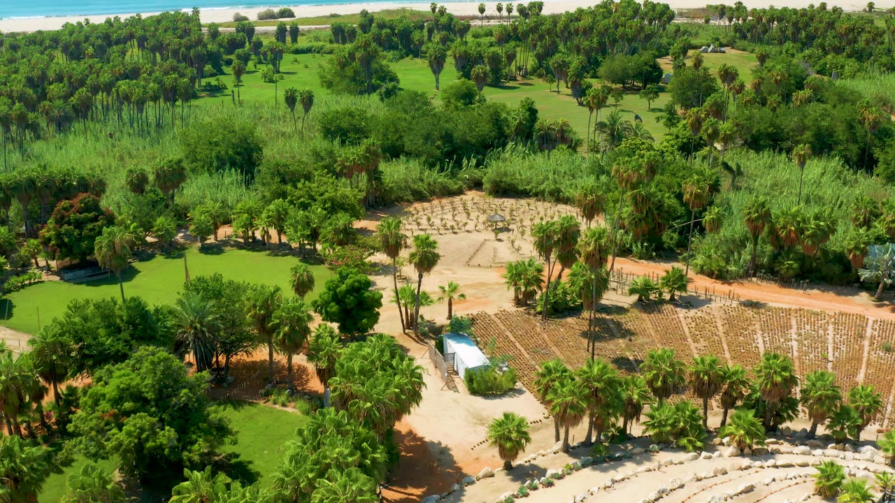 Aerial frame in San Jose Del Cabo showing the park's sandy paths, palms, lawns, planted rows, curved amphitheater seating at the lower edge, dense trees behind, and no visible people.