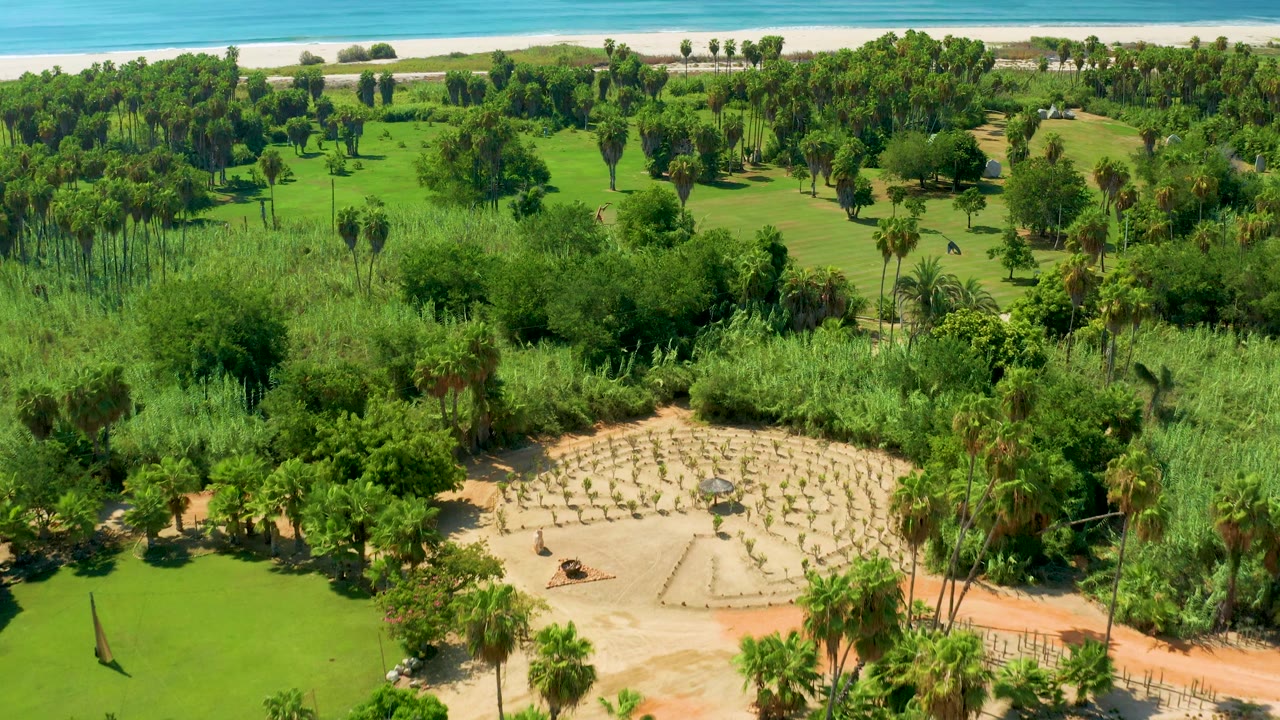Aerial frame in San Jose Del Cabo looking across dense palms and manicured green grounds toward a pale beach and blue ocean, with no visible people.