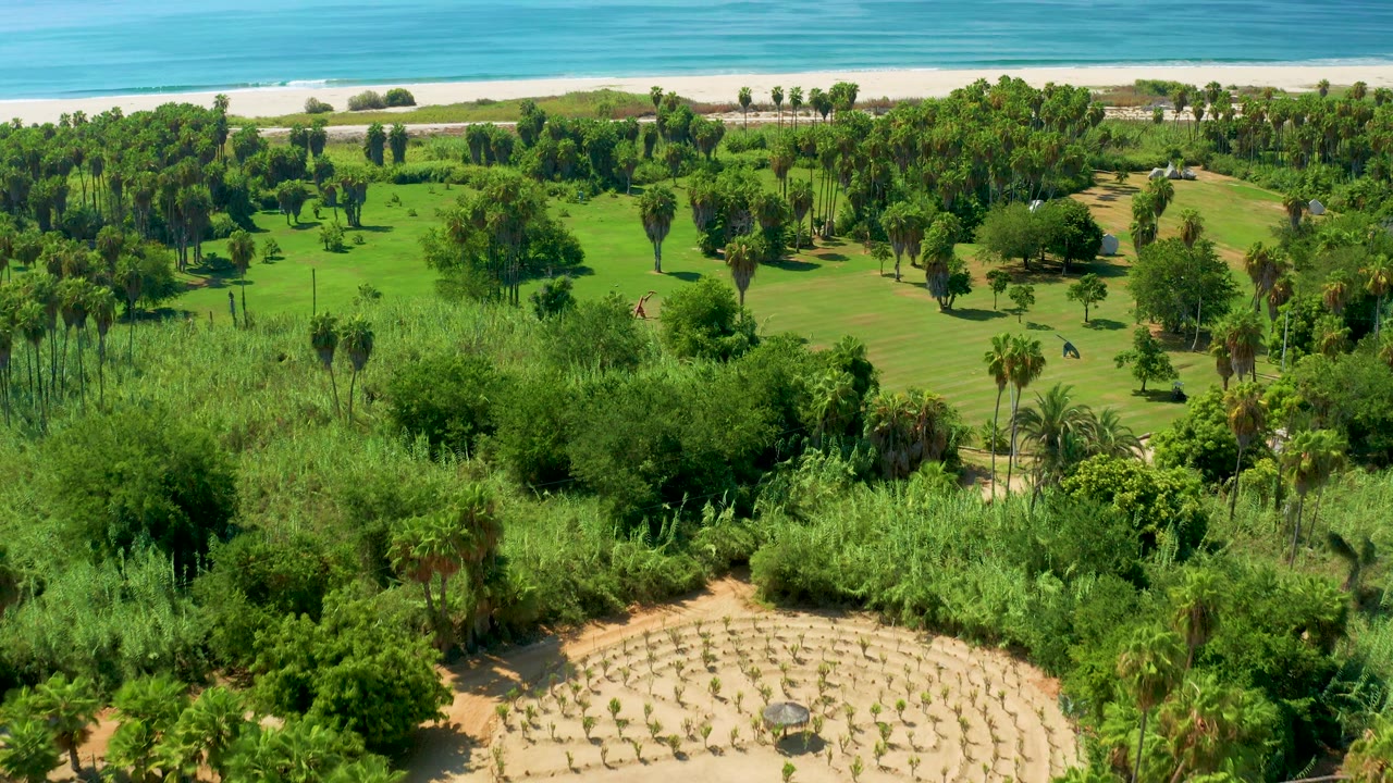 Aerial frame in San Jose Del Cabo where dense greenery and lawn fill most of the view, with the beach and ocean forming a bright band at the top and no visible people.