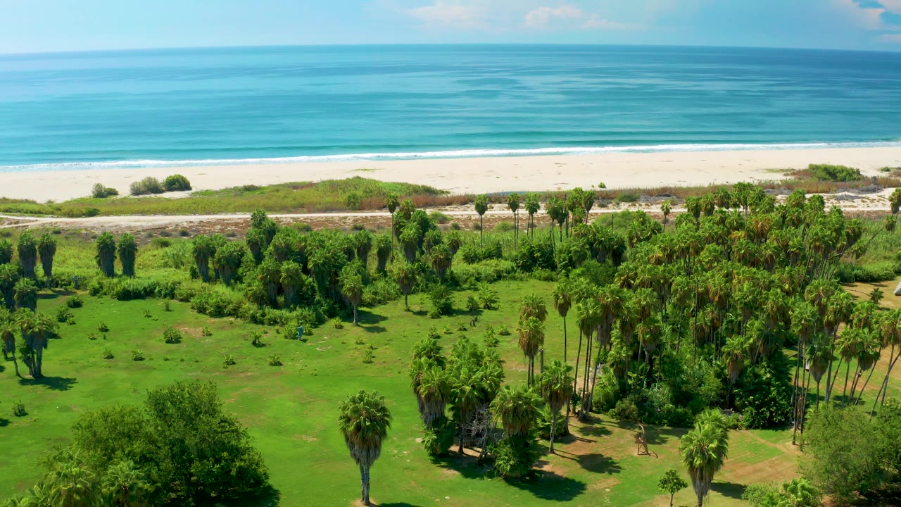 Aerial view of palm trees, grass, beach, and blue ocean.