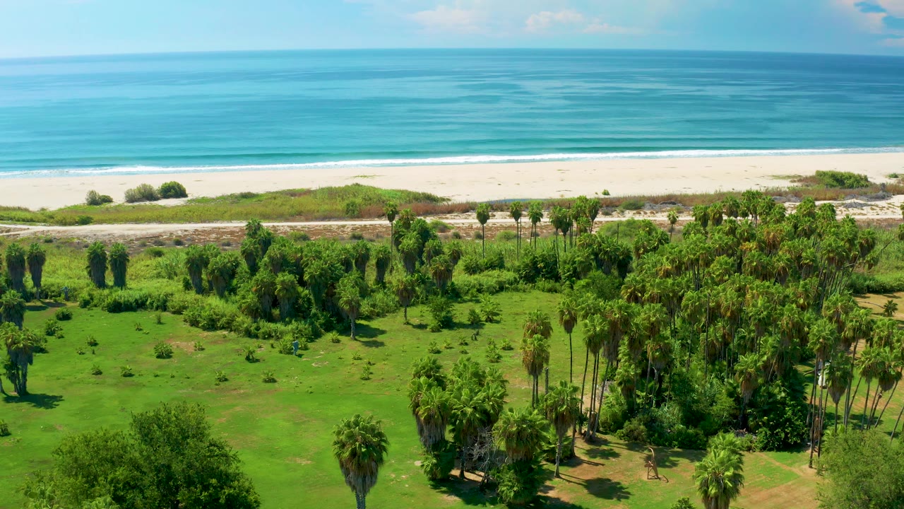 Aerial frame in San Jose del Cabo with the palm grove shifted slightly across the foreground, the road behind it, pale sand, calm blue water, and no visible people.