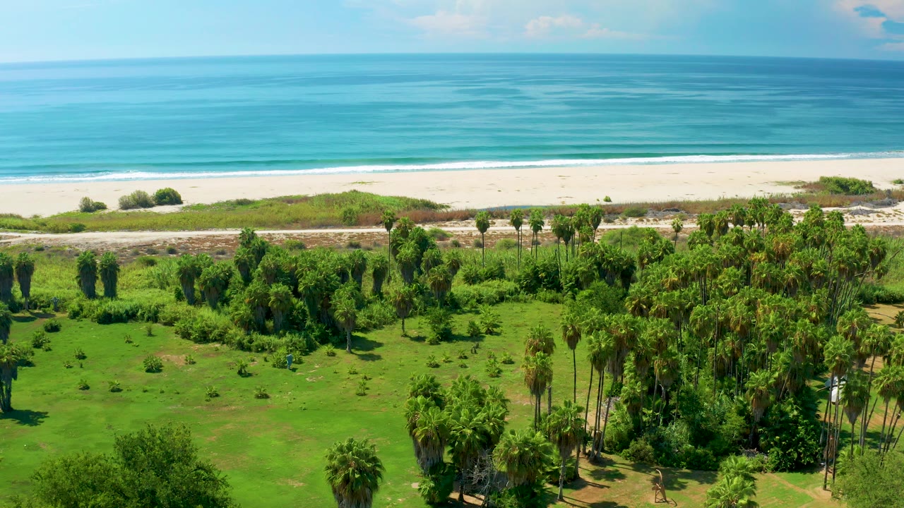 San Jose del Cabo aerial view with dense palms on the right side of the foreground, open green ground to the left, a road near the beach, blue ocean, and no visible people.