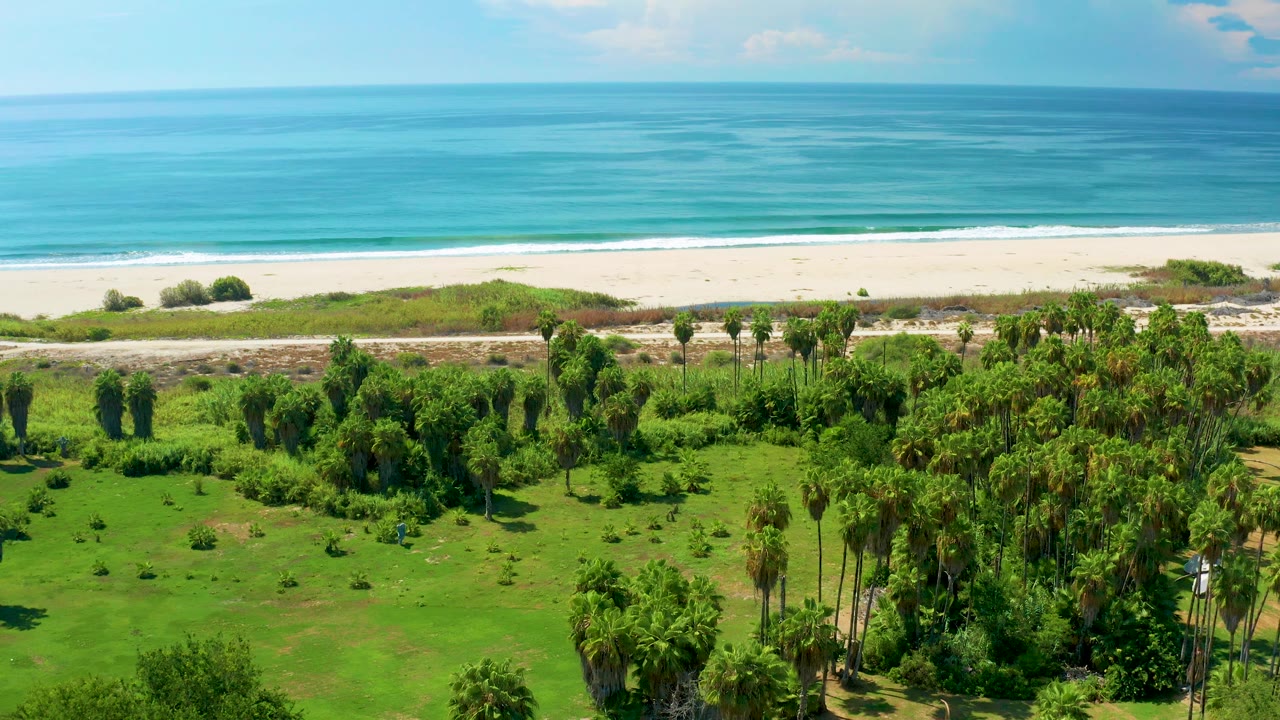 Aerial view in San Jose del Cabo with palms and lawns in the lower frame, a thin road and scrub band near the beach, turquoise-blue ocean, and no visible people.