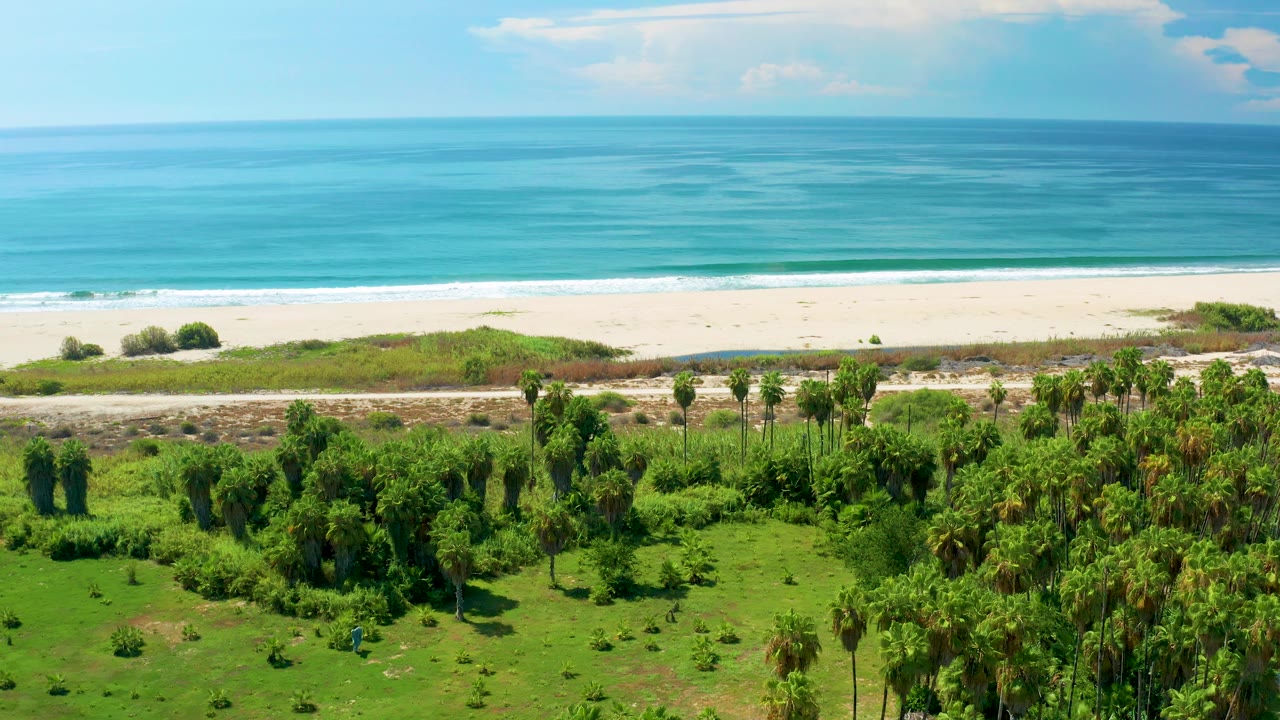 Aerial San Jose del Cabo shoreline view with broad blue water, a thin white wave line, pale beach sand, and palm-filled green foreground vegetation.