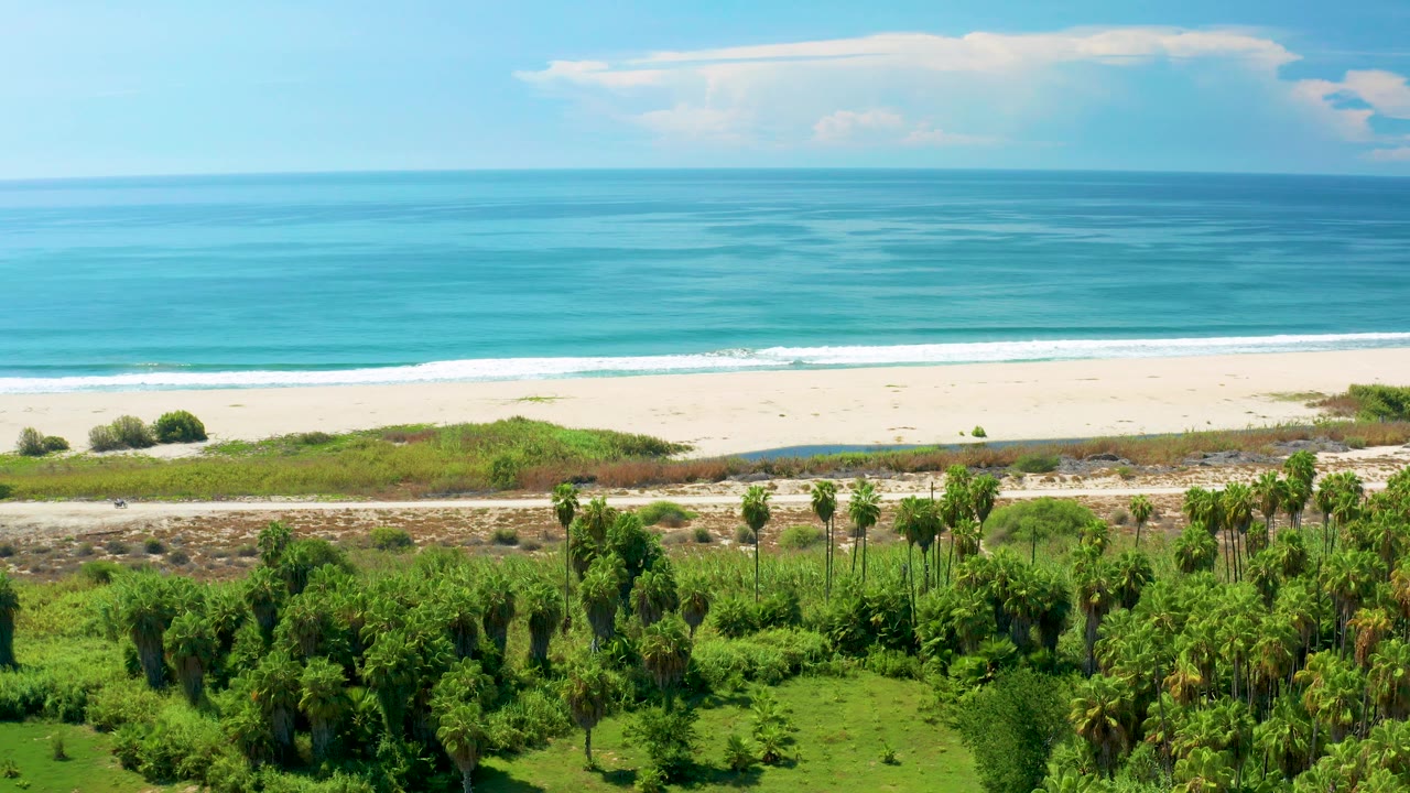 Aerial frame in San Jose Del Cabo, Mexico, showing the surf line slightly farther along the sandy beach, with the road and foreground palm canopy below and no visible people.