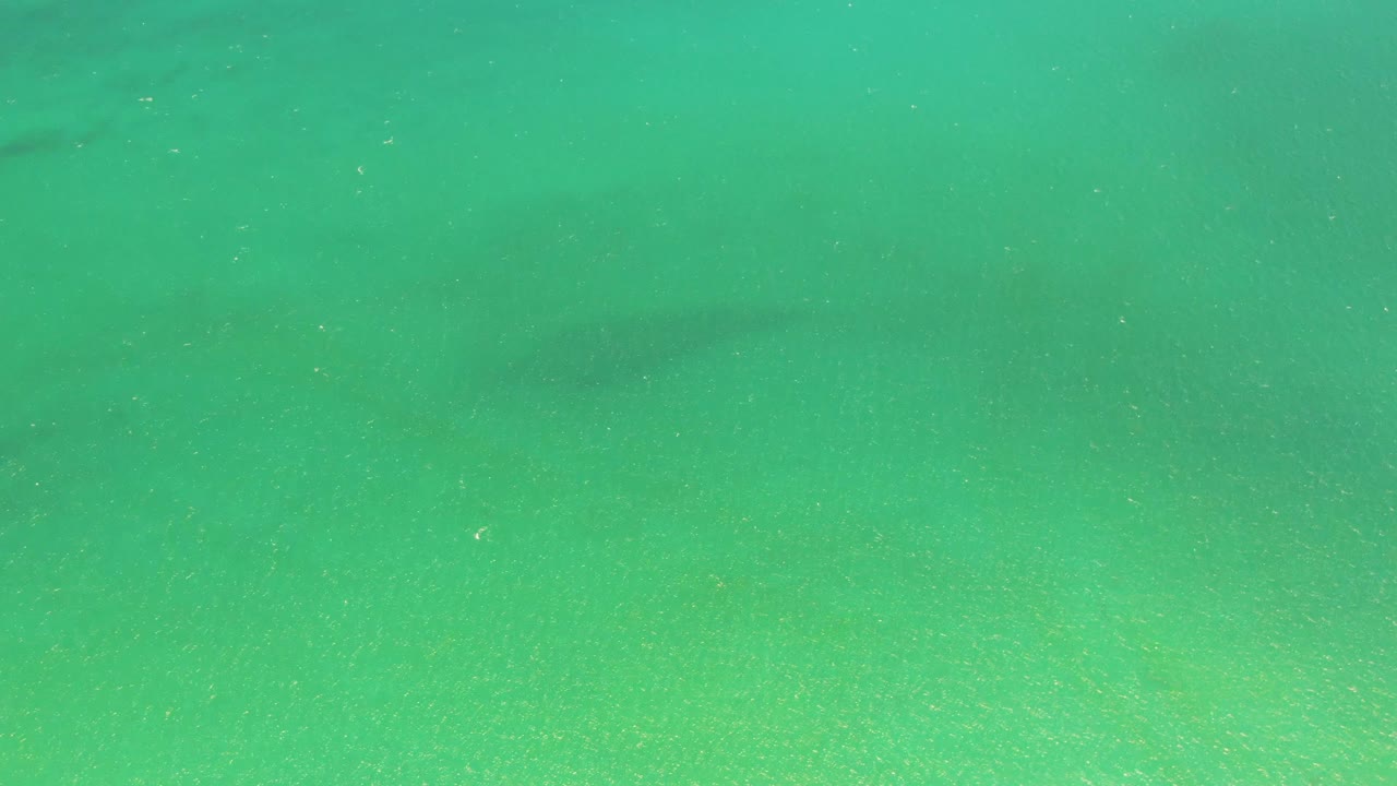 A small dark fish shape appears higher in the green-turquoise water over the sandy bottom at Playa Miramar Los Cabos, with no visible people.