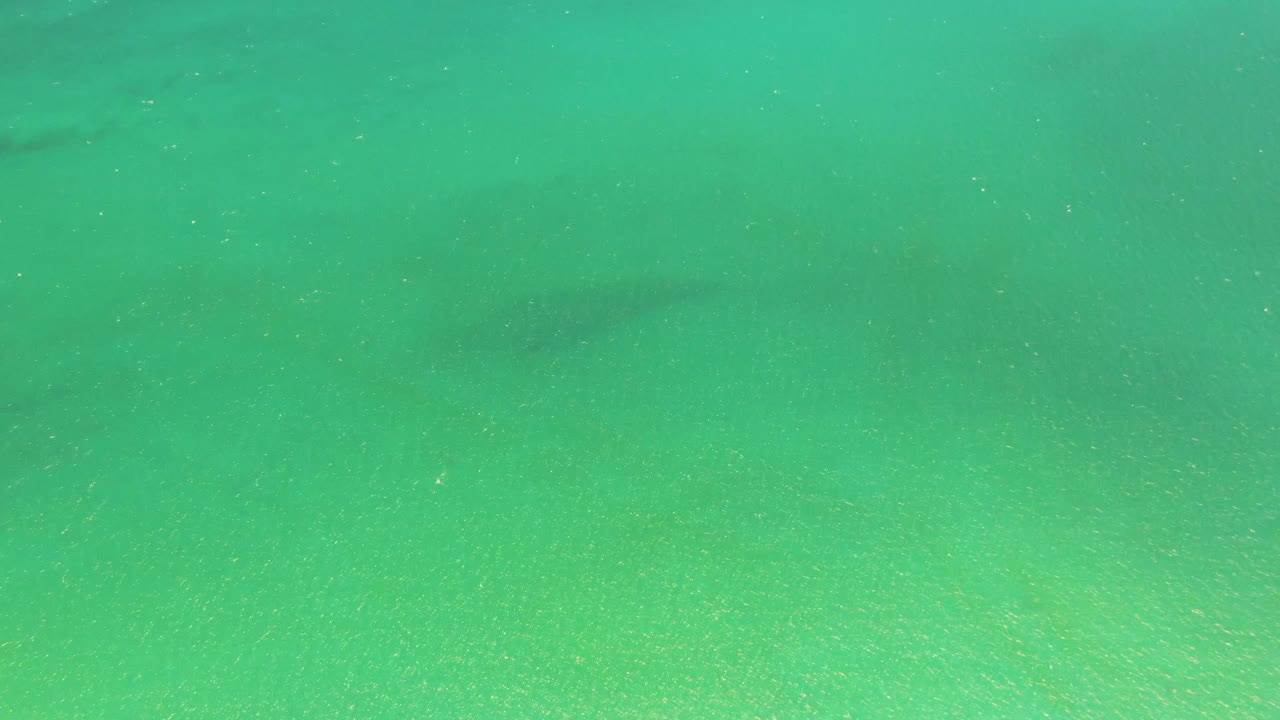 The underwater view at Playa Miramar Los Cabos keeps the sandy seabed visible while a faint fish silhouette sits near the top edge, with no visible people.