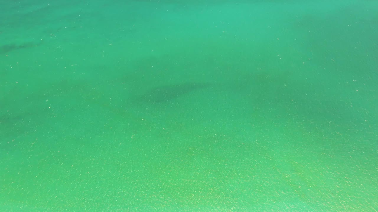 Green underwater frame with sandy bottom and fish shapes in midwater.