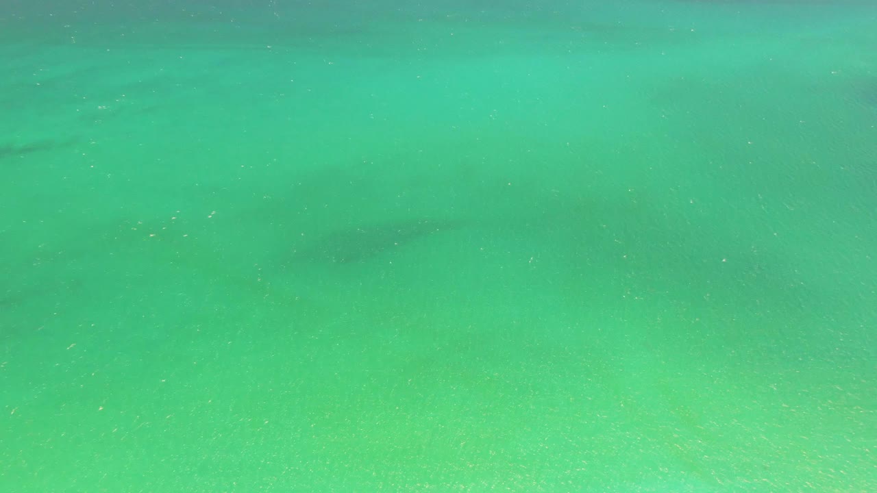 Turquoise shallow water over sand with a faint marine animal shape.