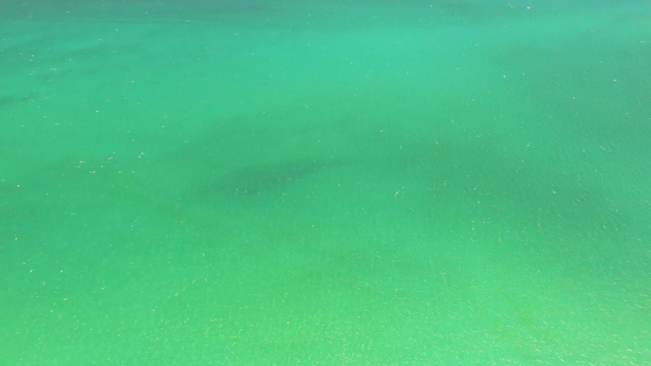 Clear green-blue water over sand at Playa Miramar Los Cabos, with the marine animal form slightly farther across the frame and no visible people.