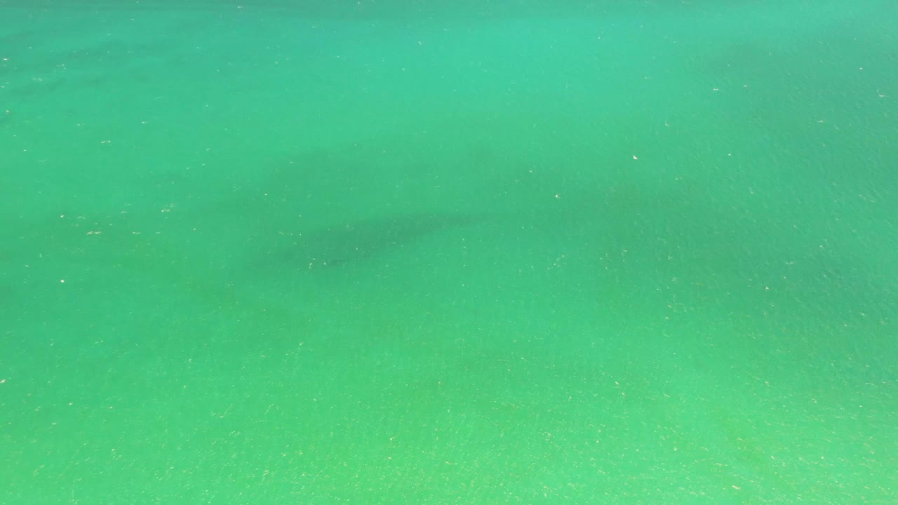 Aerial-looking frame of shallow turquoise water at Playa Miramar Los Cabos, with a dark marine animal silhouette softened by the surface and no visible people.