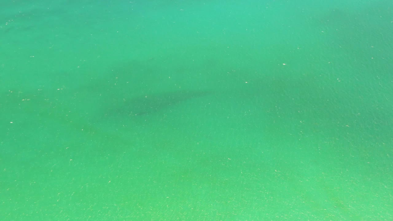 Open turquoise shallows at Playa Miramar Los Cabos, with the animal appearing as a faint darker shape lower in the frame and no visible people.