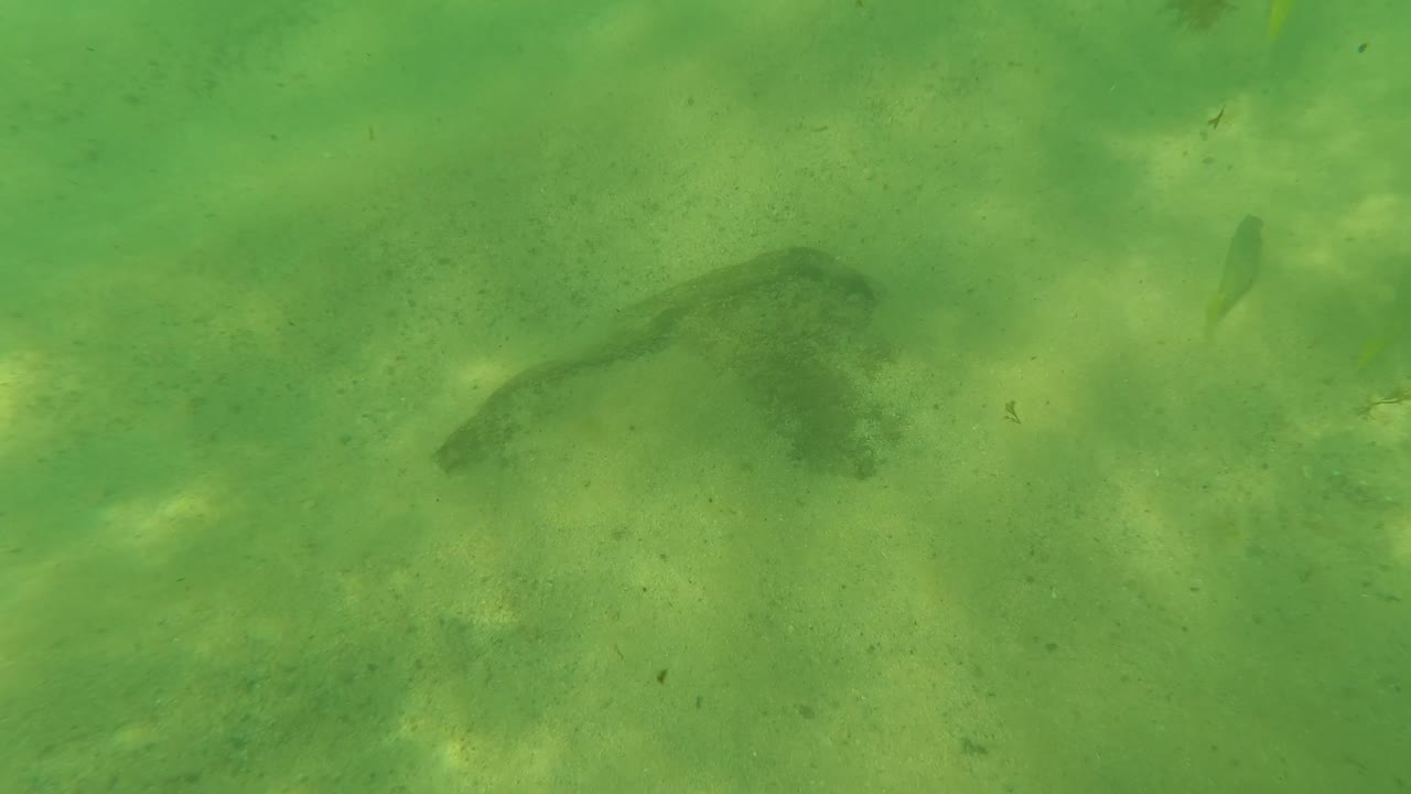The Los Barriles seabed remains green and shallow, with a dark midframe rock, small fish near the upper water column, mottled sand, and no visible people.