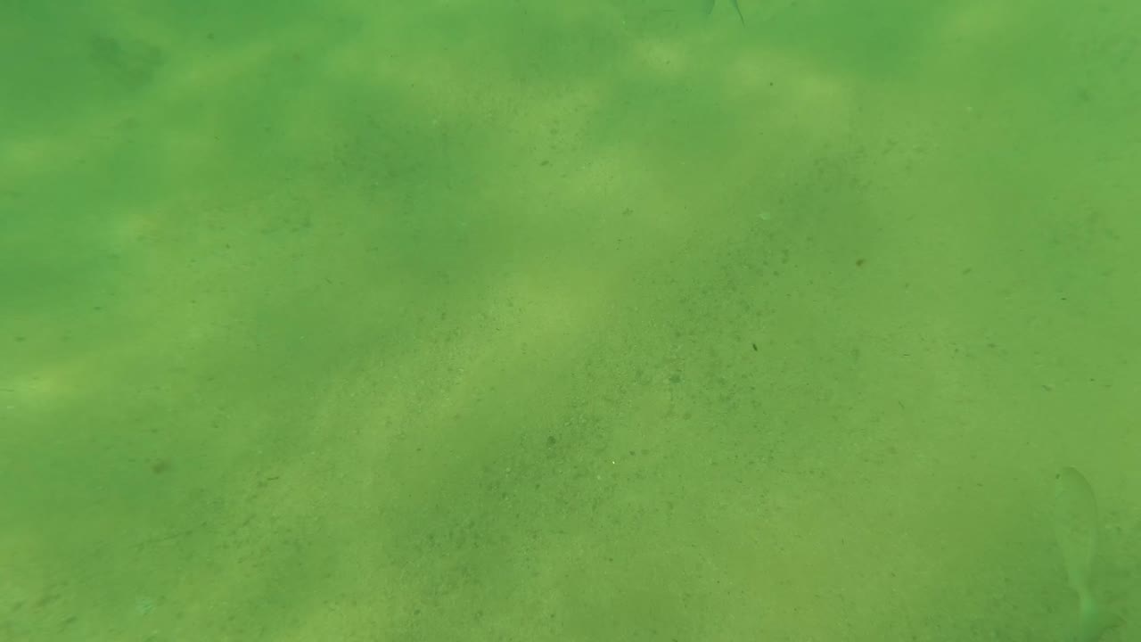 Green underwater view of sandy seabed with rocks and a small fish
