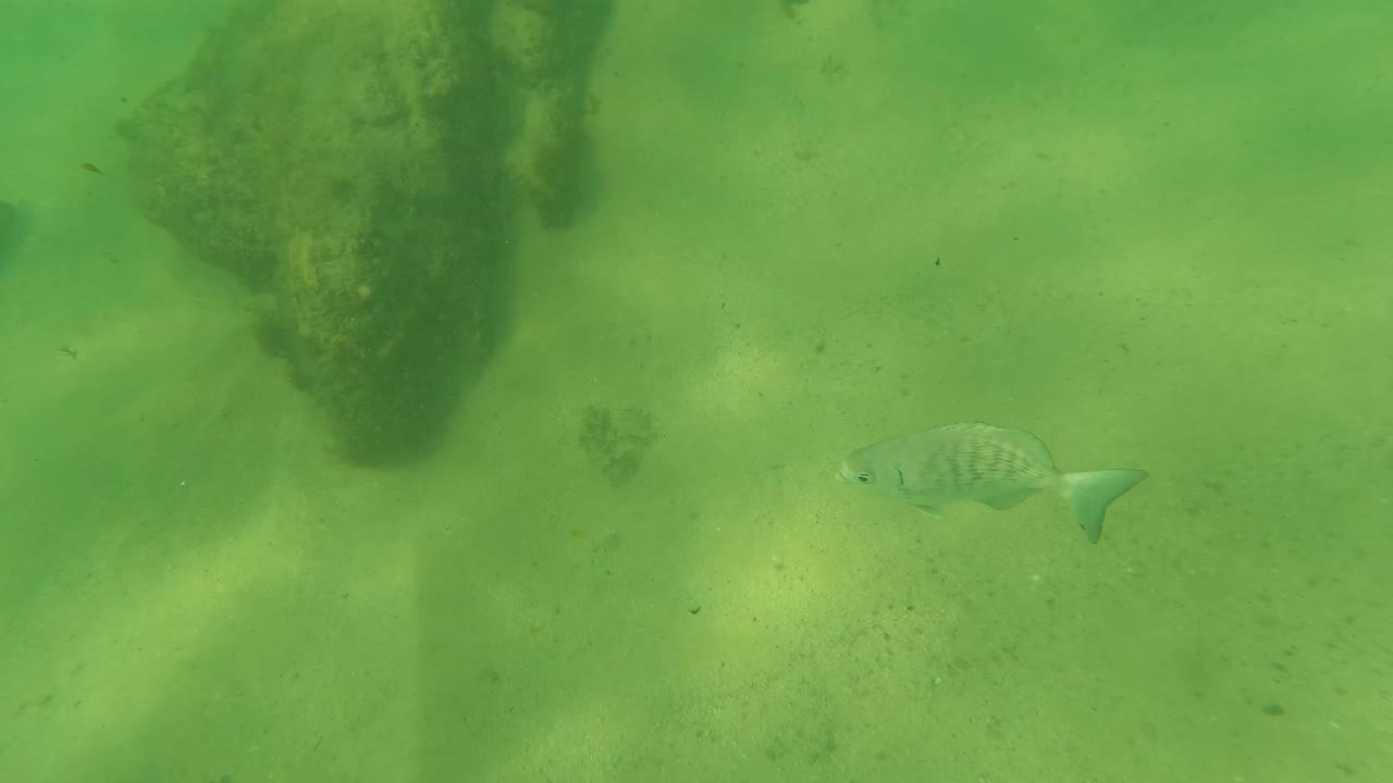 Green underwater frame from Los Barriles, Baja California Sur, showing a small fish over pale sand between darker rocks, with no visible people.