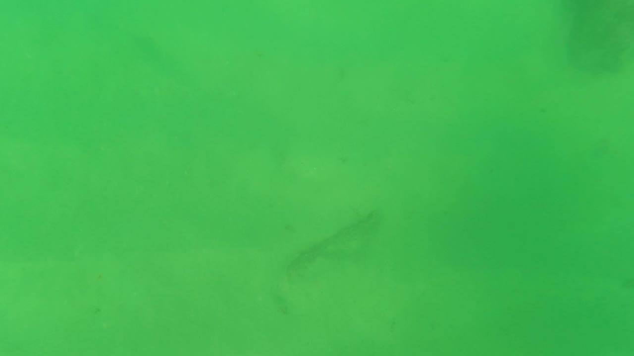 Green-tinted underwater frame from Los Barriles, Baja California Sur showing sandy seabed, faint dark rock shapes, small fish silhouettes, and no visible people.