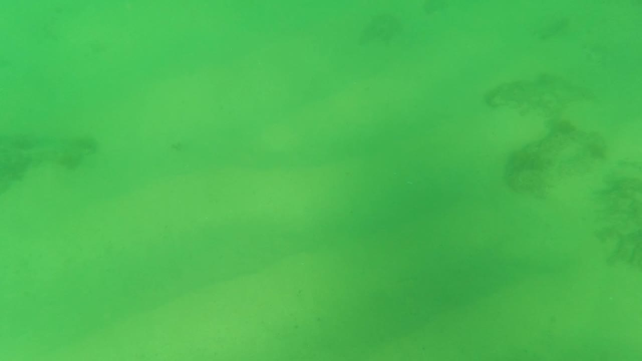 Greenish underwater frame with a sandy bottom and darker fish-like shapes near the upper area.