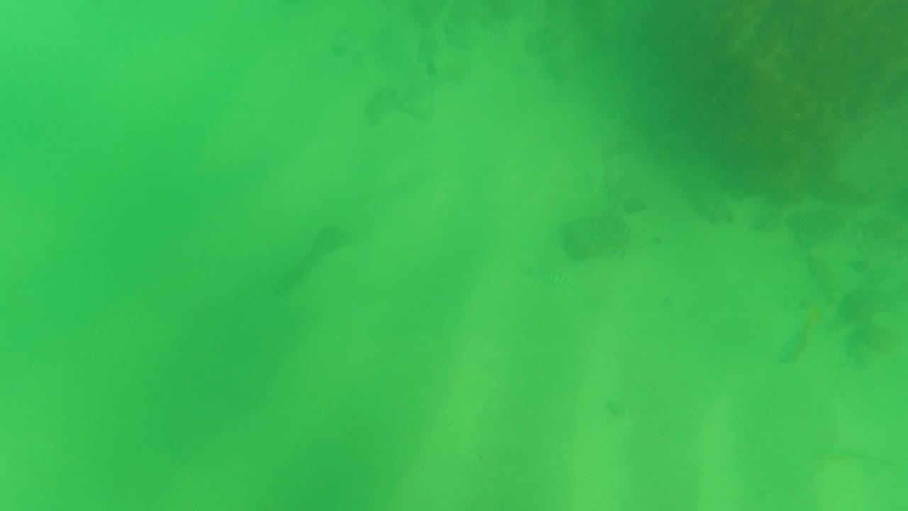 Green underwater seabed with dark rock patches and small fish.