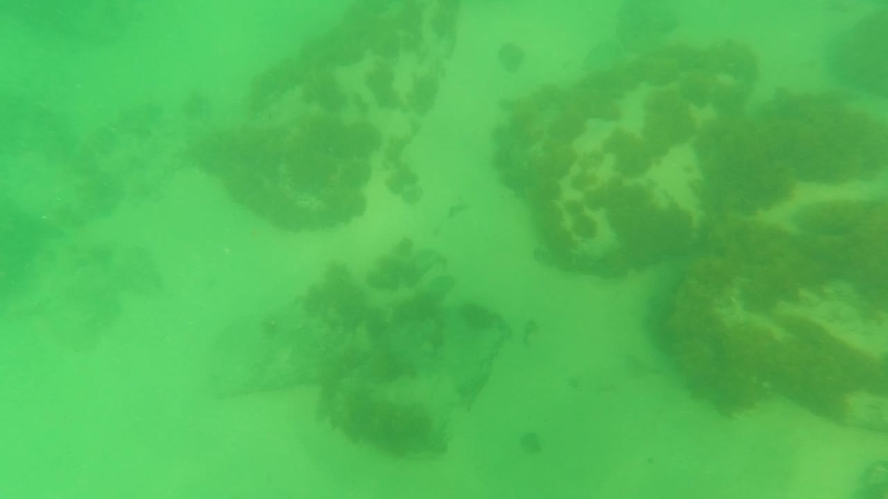 Rocky seabed and algae sit beneath green underwater haze in Los Barriles, with small fish faintly visible and no visible people.