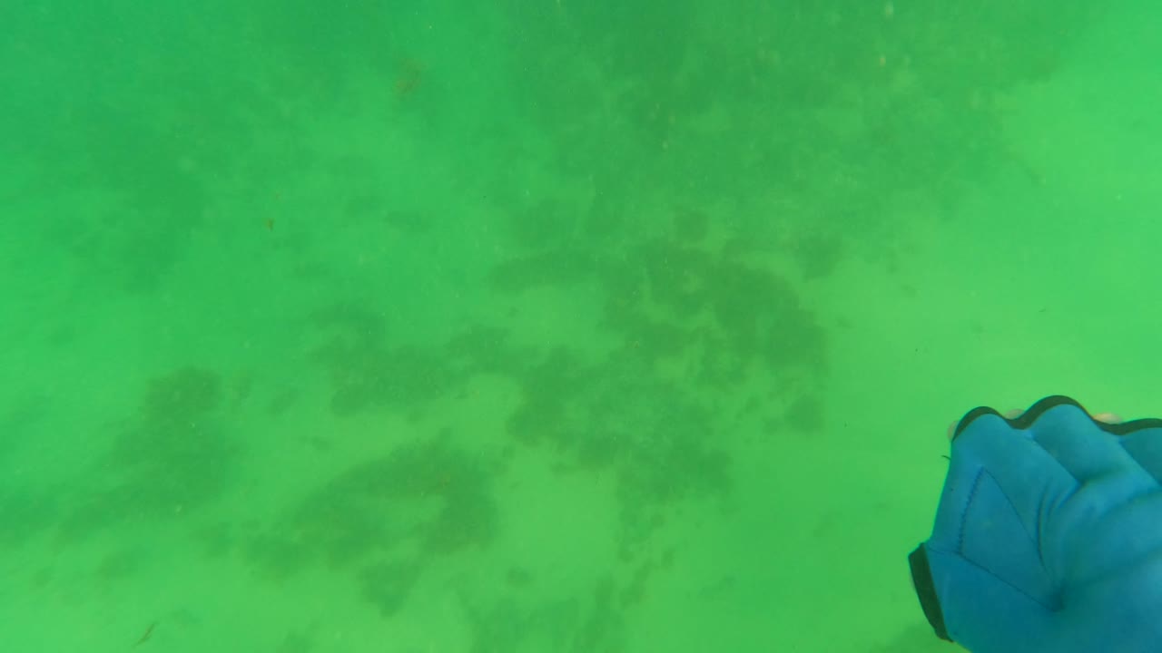 Underwater view in Los Barriles, Baja California Sur, showing green-tinted water over sandy seabed vegetation with a blue object near the lower center and no visible people.