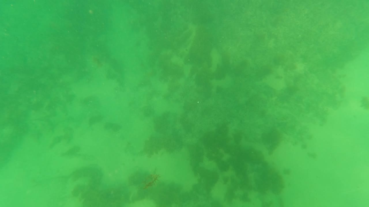 Green underwater view in Los Barriles, Baja California Sur, showing darker marine vegetation across the sandy seabed and no visible people.